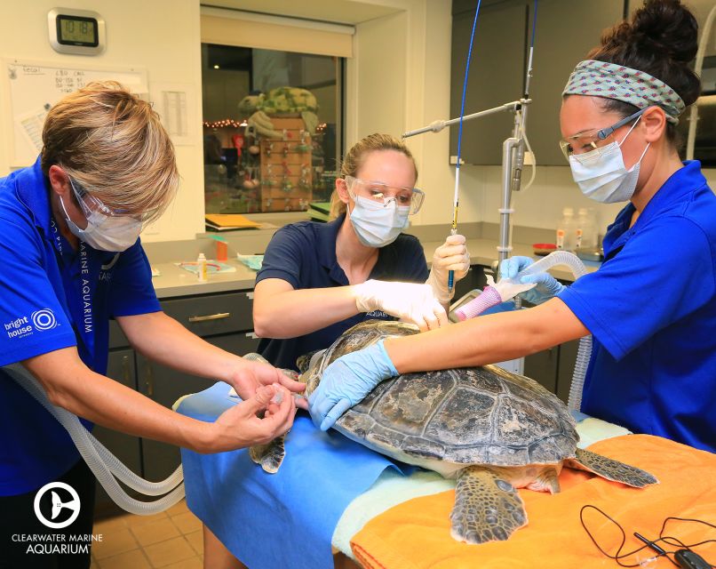 From Orlando: Clearwater Beach and Marine Aquarium Admission - Clearwater Beach break: white sand, Gulf swim time, and a stingray twist