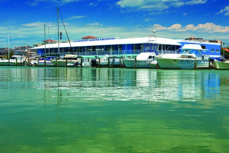 From Orlando: Clearwater Beach and Marine Aquarium Admission - Underwater viewing platforms and dolphin pools: the viewing style is the point
