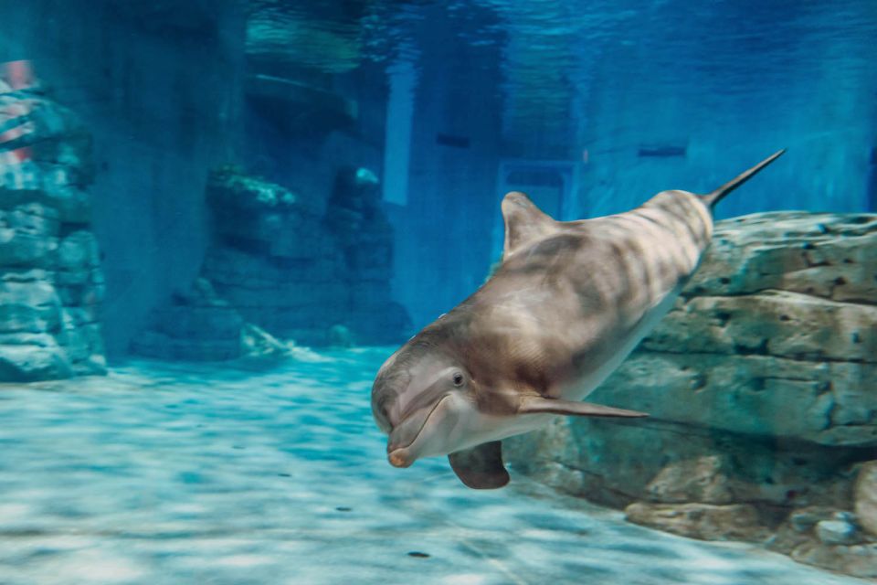 From Orlando: Day Trip to Clearwater Beach with Options - When You Want Maximum Beach Time: Lunch and Express Bus Options