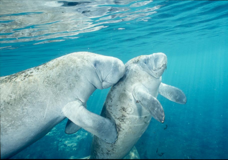 From Orlando: Manatee Snorkel Tour with Lunch & Hotel Pickup - Crystal River manatees: what makes this day special