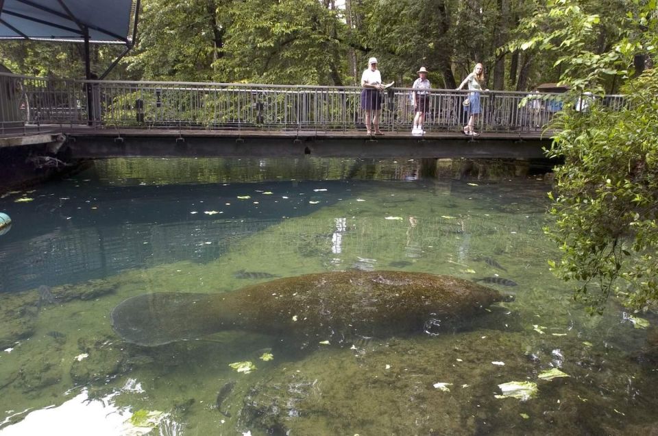 From Orlando: Manatee Snorkel Tour with Lunch & Hotel Pickup - Pontoon boat time on Crystal River and Kings Bay