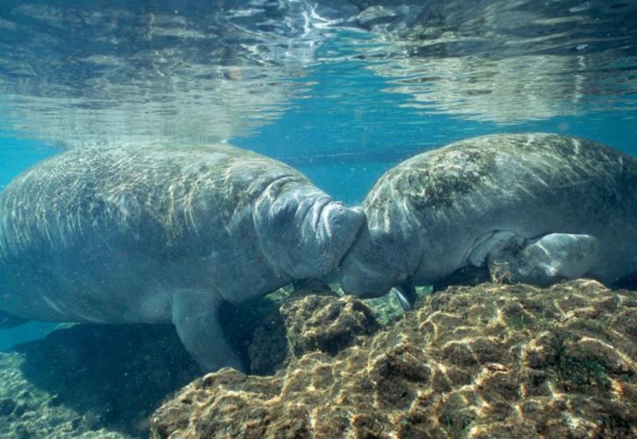 From Orlando: Manatee Snorkel Tour with Lunch & Hotel Pickup - Snorkeling setup: what’s included and what to plan for