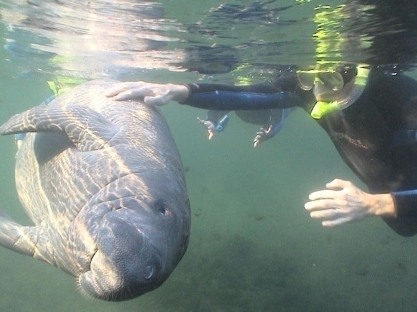 From Orlando: Manatee Snorkel Tour with Lunch & Hotel Pickup - The swim itself: gentle giants, clear moments, and variable conditions