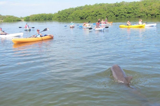 Fully Guided Kayaking Backwater Manatee and Dolphin Tour - The Guide Makes It: Ecosystem Stories and Kayak Basics