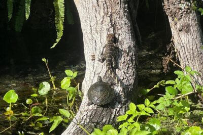 Gator Viewing Clear Kayak Springs Tour - Two Hours on the Water: What Your Route Feels Like