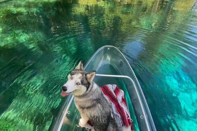 Glass Bottom Kayak Tours of Silver Springs - What You’re Likely to See: Manatees, Monkeys, Alligators and Friends