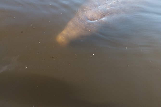 Guided Kayak Tour with Manatee & Dolphin Sightings - How long it lasts, how big the group is, and why pacing matters