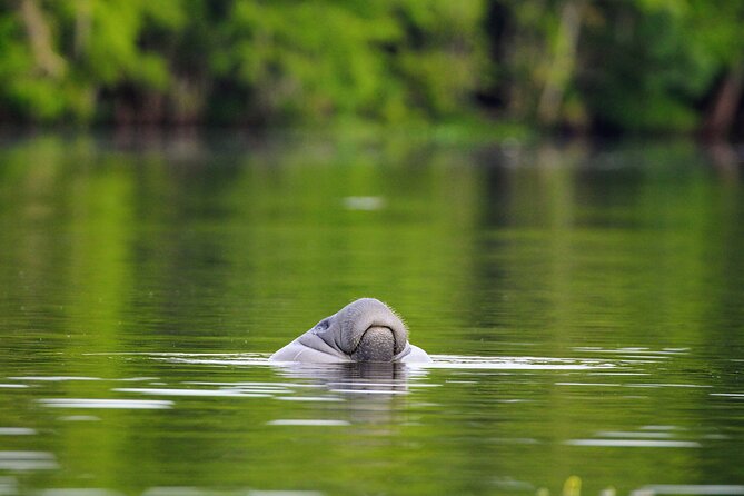 Guided Kayaking Manatee Tour near Orlando - Gear You Get vs. What You Must Bring