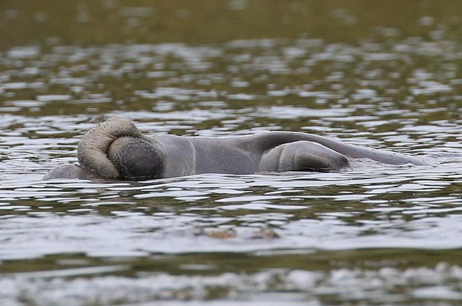 Guided Kayaking Manatee Tour near Orlando - Wildlife Moments: Manatees, Alligators, and Birds From a Kayak