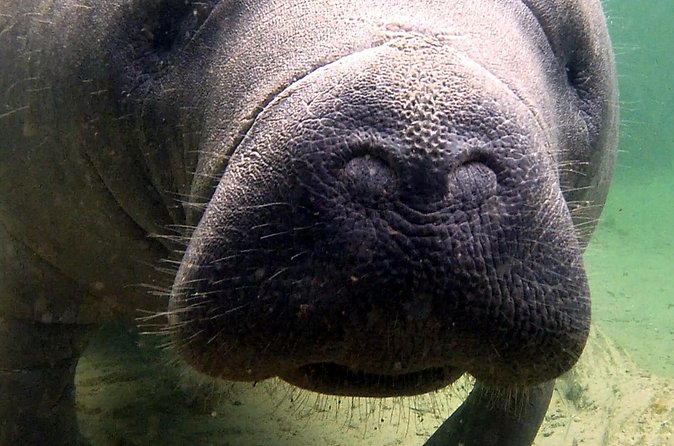 Guided Kayaking Manatee Tour near Orlando - Price and Value: Paying for Gear, Guide Time, and Photos