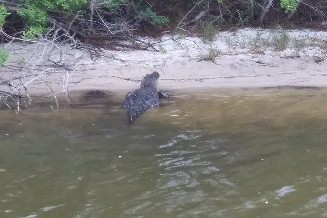 Guided Two Hour Boat Tour of the Indian River Lagoon - Morning vs afternoon tours: choosing the time that fits your day