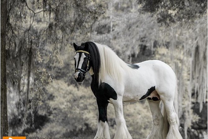 Gypsy Gold Horse Farm Tour - Key highlights to know before you go
