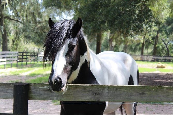 Gypsy Gold Horse Farm Tour - The first 45 minutes: story, traits, and the Gypsy Vanner background
