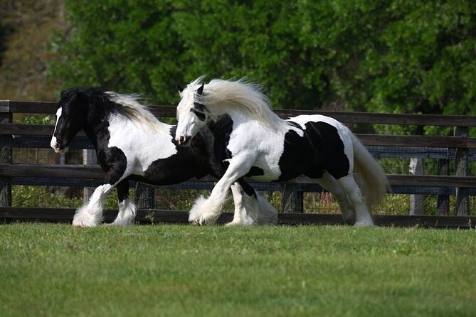 Gypsy Gold Horse Farm Walking Tour - Horses and donkeys: what the interaction really means
