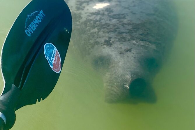 Indian River Clear Bottom Kayak or Paddleboarding Manatee and Dolphin Tour - The wildlife part: dolphins, manatees, and the real odds