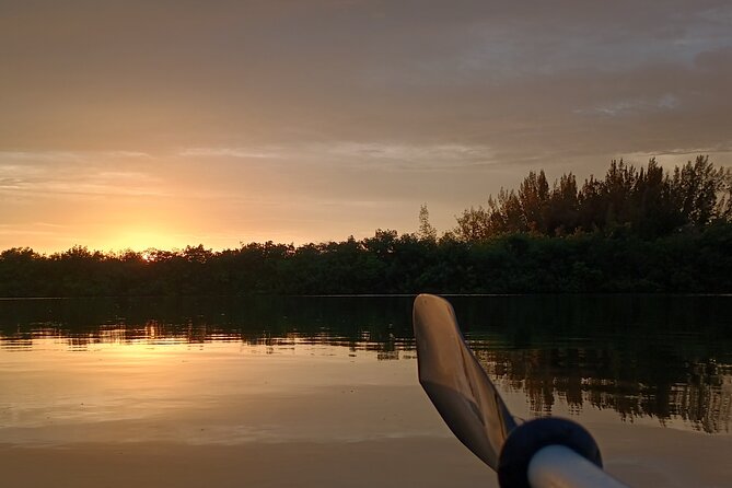 Kayak Tours and Rentals. Dolphins, Manatees, and Bioluminescence! - Indian River Lagoon: the wildlife-rich reason this tour makes sense