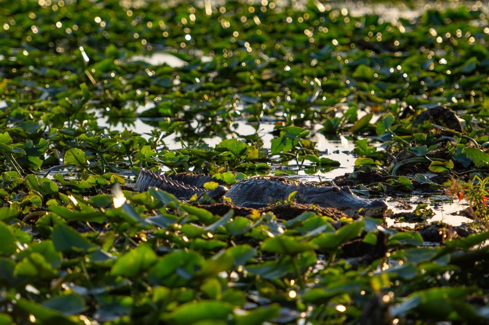 Kissimmee: Boggy Creek Airboat Ride with Optional Meal - Should you book Boggy Creek Airboat Ride with Optional Meal?