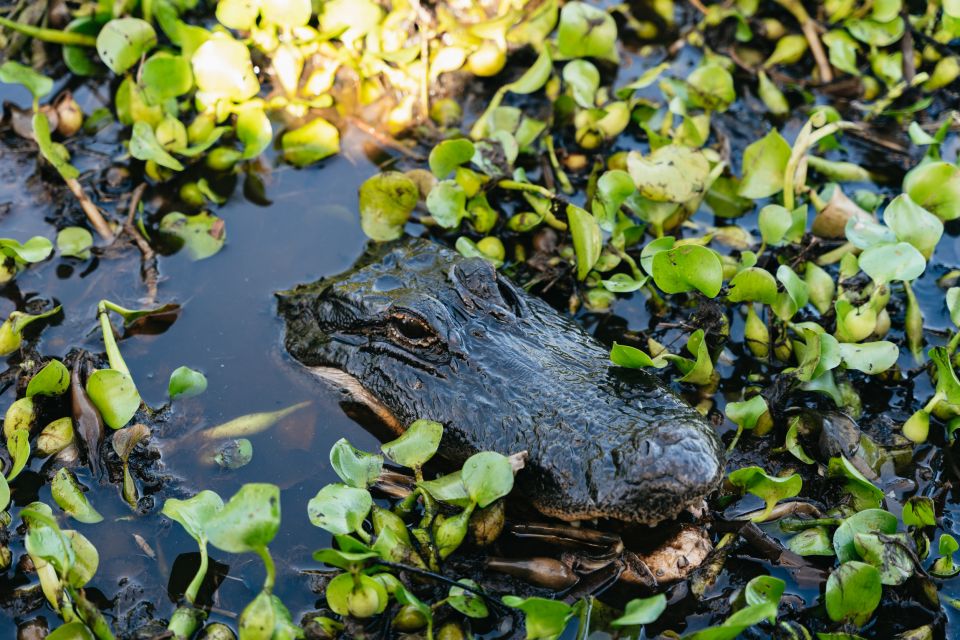 Kissimmee: Everglades Airboat Adventure Tour - The captain’s story: Native Americans, early settlers, and why it matters