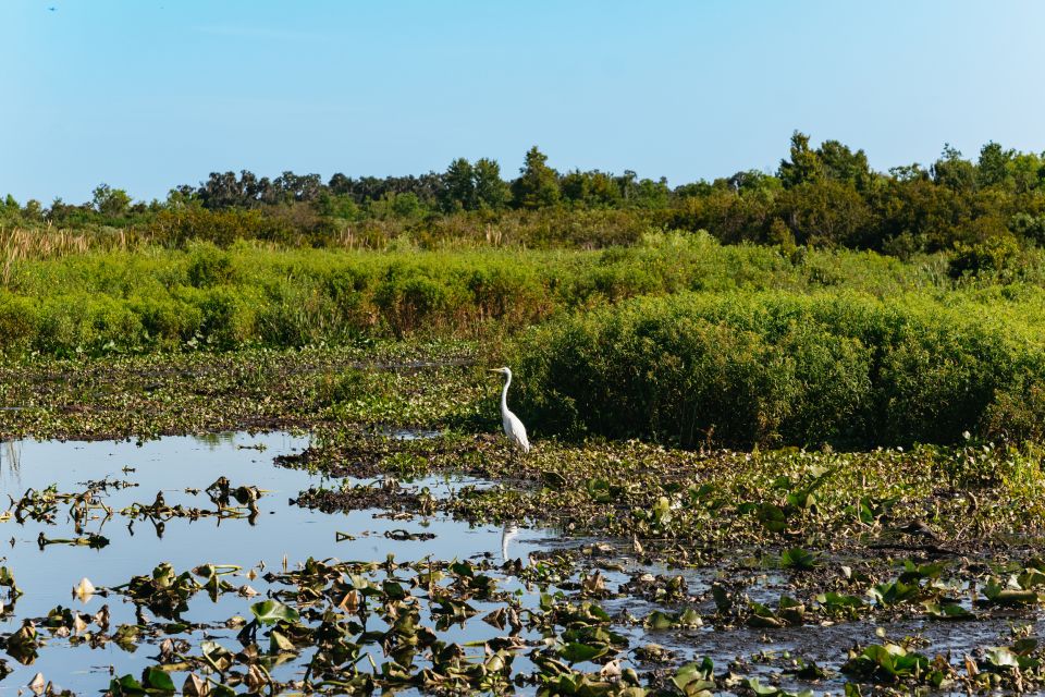 Kissimmee: Everglades Airboat Adventure Tour - Wildlife watching in the Everglades-style swamps: what to look for