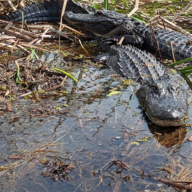 Kissimmee: Everglades Alligator and Wildlife Airboat Tour - What happens during the guided cruise: spotting alligators and more