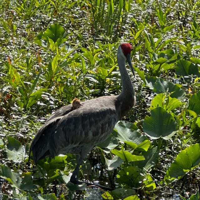 Kissimmee: Everglades Alligator and Wildlife Airboat Tour - Weather, wildlife odds, and how to set your expectations