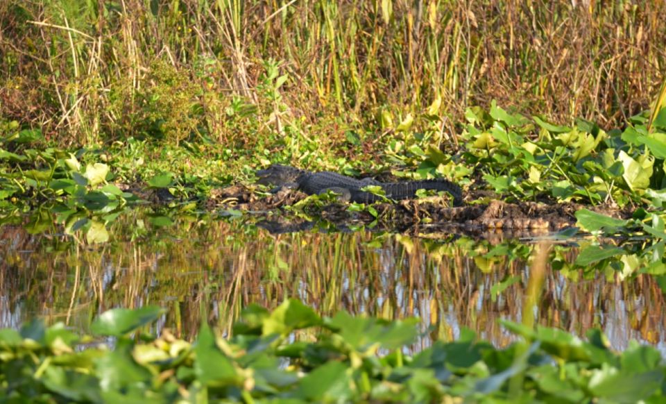 Kissimmee: Florida Everglades Pontoon Boat Tour - Meeting Your Guides: Captain Chris and Yvette’s Style