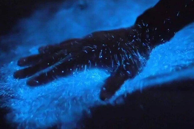 Magic After Dark Bioluminescence Kayak Tour Orlando - Key Highlights Worth Knowing