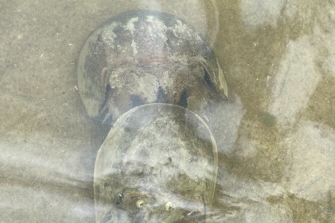Manatee and Dolphin Kayak Tour - Should You Book This Manatee and Dolphin Kayak Tour?