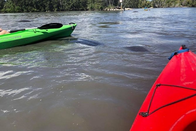Manatee and Dolphin Kayaking Encounter - Paddling level and comfort: what moderate fitness actually means