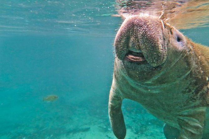 Manatee Snorkeling Adventure Tour with Lunch & Hotel Pickup - Withlacoochee River Airboat: When It’s Included and What It Feels Like
