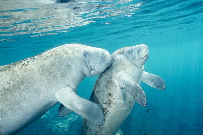 Manatee Snorkeling Adventure Tour with Lunch & Hotel Pickup - Price and Value at $169: What You Actually Get