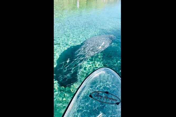 Manatees, Monkeys and Florida Natural Spring Adventure Tour - Key things to know before you go