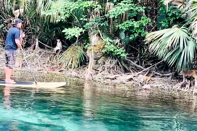 Manatees, Monkeys and Florida Natural Spring Adventure Tour - Wildlife you’re chasing: monkeys, manatees, and other spring life