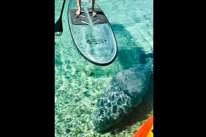 Manatees, Monkeys and Florida Natural Spring Adventure Tour - The intro lesson: your comfort level equals your wildlife viewing