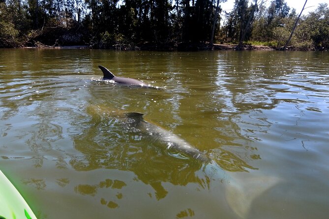 Manatees/Sunset/Bioluminescence Tour - Sunset Viewing From a Kayak: Why Golden Hour Changes Everything