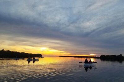 Mangrove Tunnels, Dolphins, Manatee Tour #1 Rated in Cocoa Beach - Manatees, Dolphins, and the Reality of Wildlife Spotting