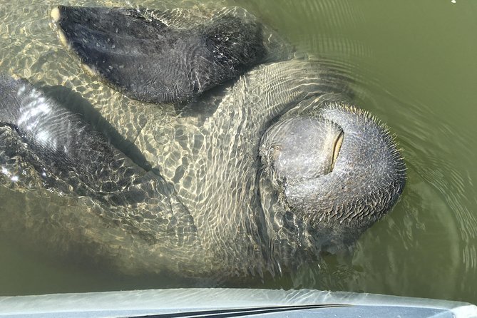 Mangrove Tunnels, Dolphins, Manatee Tour #1 Rated in Cocoa Beach - What You’ll See Besides Manatees: Birds, Roots, and Little Surprises