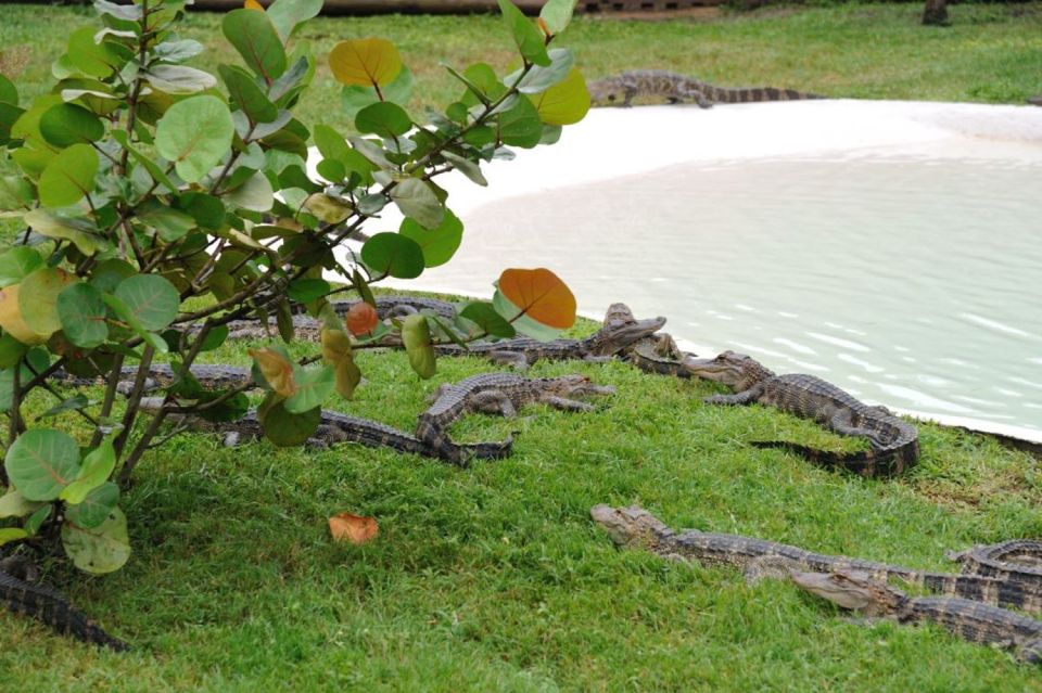 Orlando: Airboat Ride Tour with Hotel Pickup - What to bring (and what to leave home) for comfort