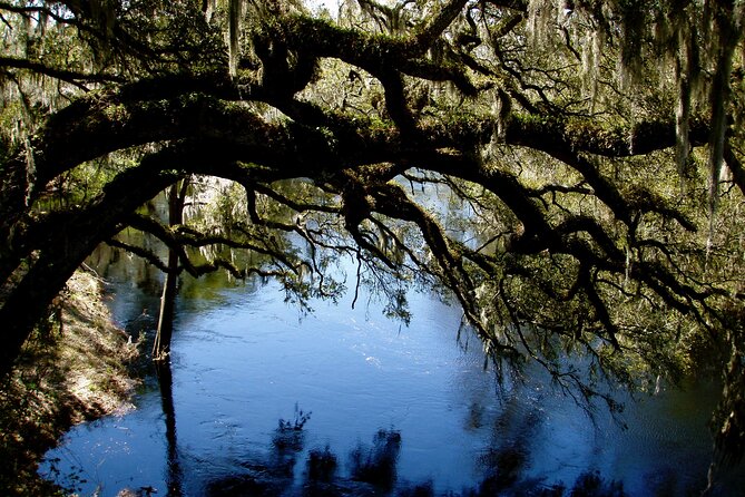 Orlando Alligator Experience - Wildlife Spotting: Alligators, Hawks, Otters, and the Possible Manatee