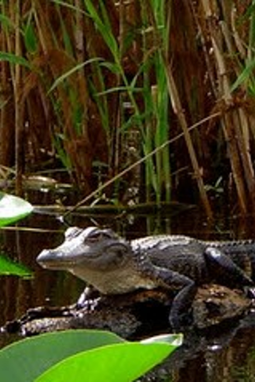 Orlando Alligator Experience: Day-Trip From Orlando - What 270 Minutes Really Means on the Water