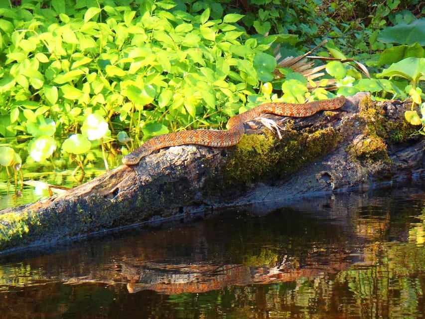 Orlando Alligator Experience: Day-Trip From Orlando - Wildlife Encounters: Alligators and More (Without the Chaos)