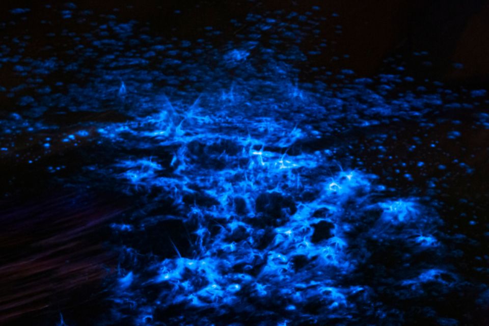 Orlando: Bioluminescence Kayak Adventure - Who should book this kayak adventure