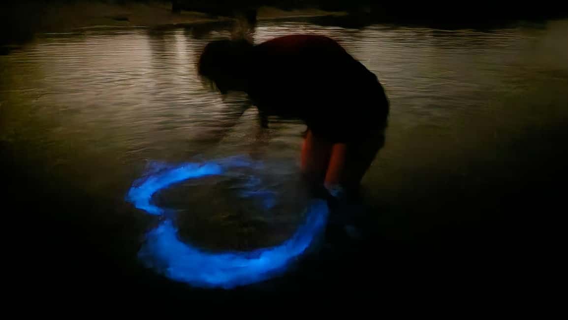 Orlando: Bioluminescence Kayak Adventure - From Apollo Beach Ramp to Shipyard Island: how the 1.5 hours works
