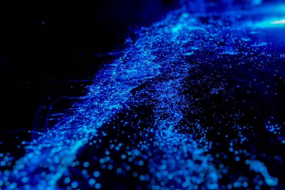 Orlando: Bioluminescence Kayak Tour - Quick hits before you paddle
