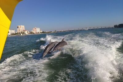 Orlando: Clearwater Beach, Dolphin Cruise Small Group Max 14 Tour - Small group size: why max 14 changes the vibe