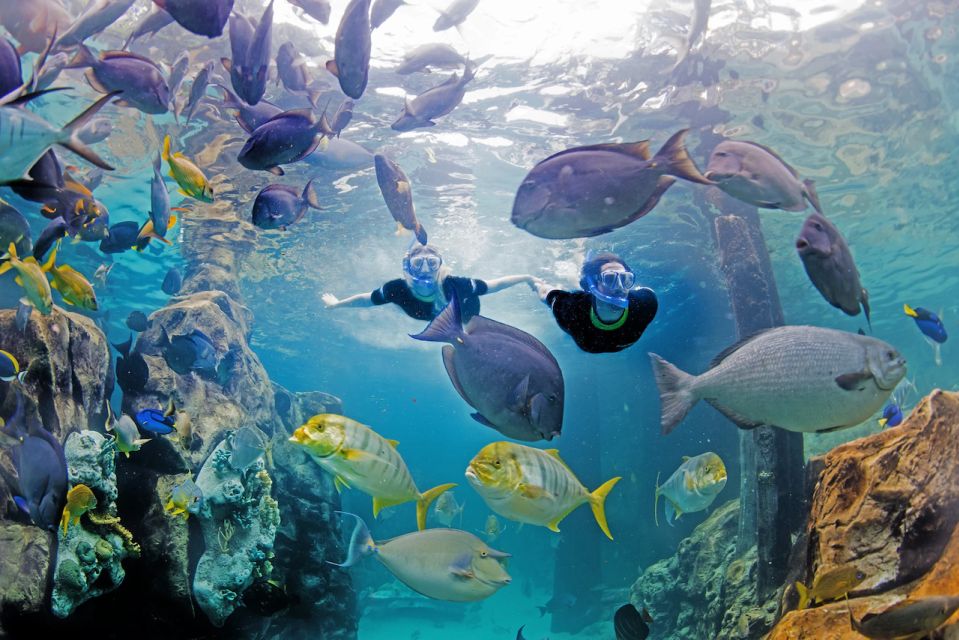 Orlando: Discovery Cove Admission Ticket & Additional Parks - Photos, cabanas, and drink upgrades: the budget reality check