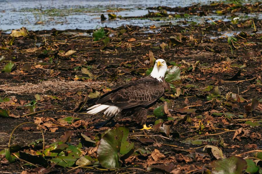Orlando: Florida Everglades Wildlife Airboat Tour - How the 90-Minute Orlando Airboat Tour Works