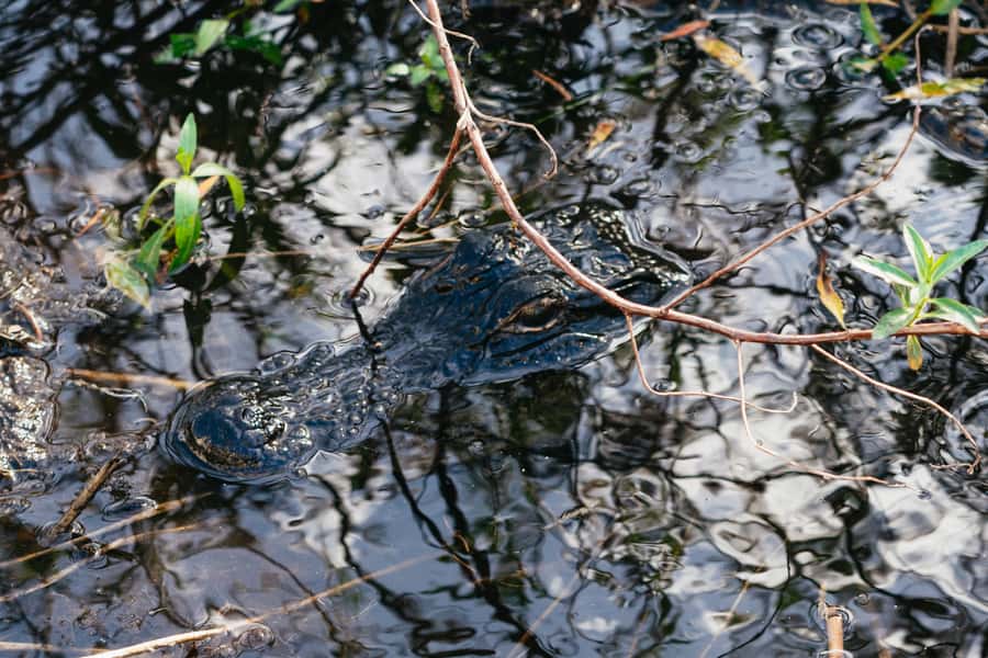 Orlando: Florida Everglades Wildlife Airboat Tour - Wildlife spotting: alligators, Bald Eagles, and the birds you didn’t know to watch