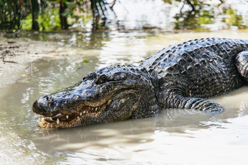 Orlando: Gatorland Skip-the-Line Ticket - Gator Jumparoo: The Splashy Jump Show You Should Time Early