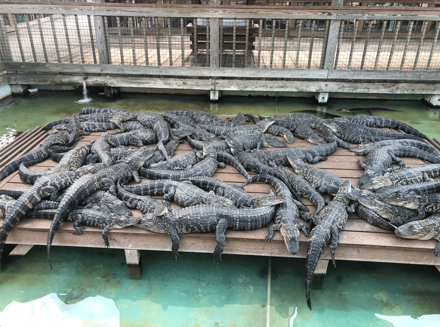 Orlando: Gatorland Zipline Adventure w/ Full-Day Park Access - Cuban and Nile Crocodiles, Then the Alligator Breeding Marsh Below